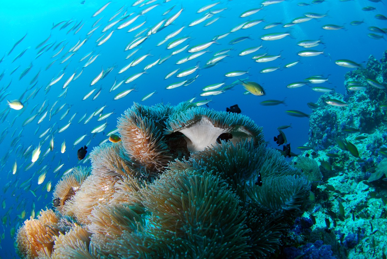 The Role of the ROVs in Underwater Recovery Operations